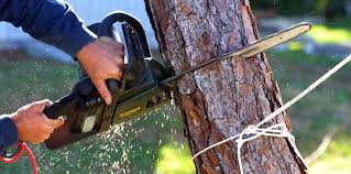 How Our Tree Care Process Works  in  Gregory, TX