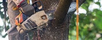 Trusted Gregory, TX Tree Services Experts