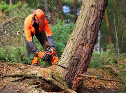 How Our Tree Care Process Works  in  Gregory, TX