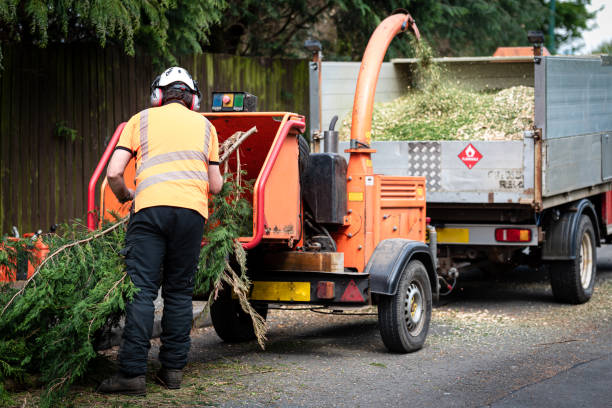 Best Stump Grinding and Removal  in Gregory, TX