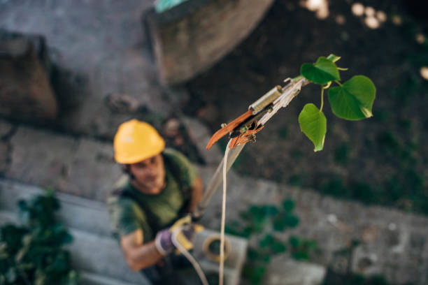 Best Fruit Tree Pruning  in Gregory, TX