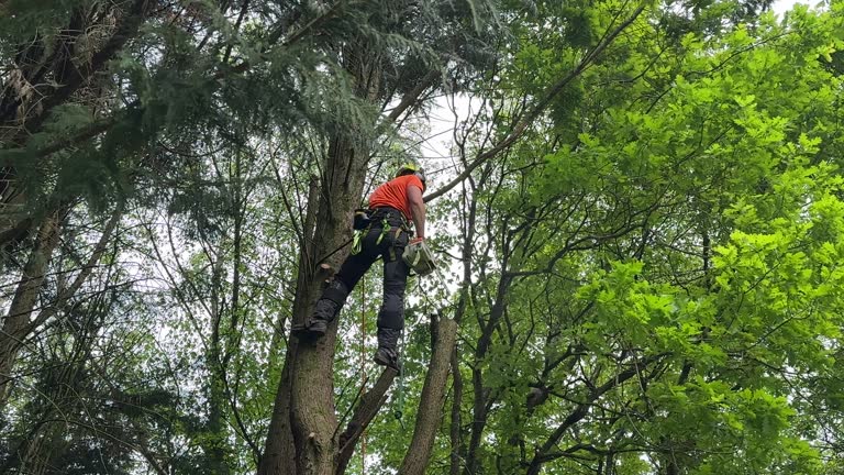 Best Tree Preservation Services  in Gregory, TX