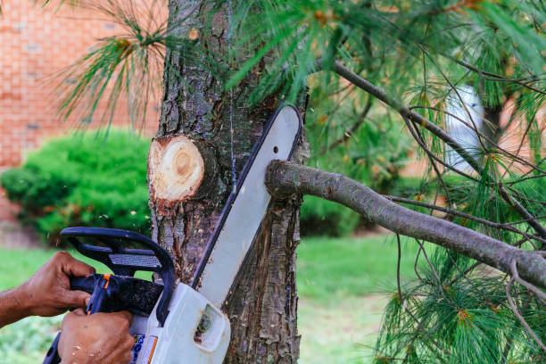 Best Leaf Removal  in Gregory, TX